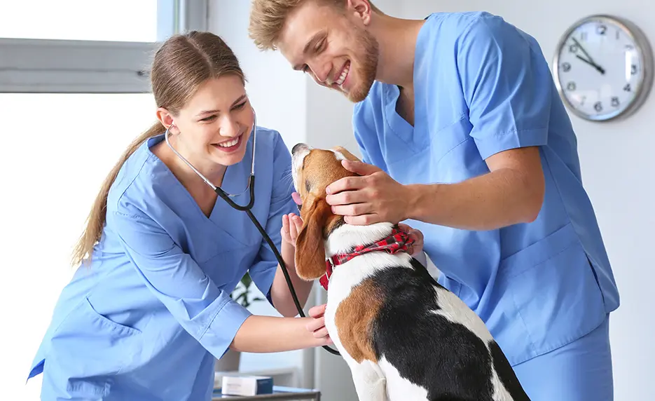two people in scrubs checking out a dog